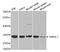 Receptor For Activated C Kinase 1 antibody, MBS127908, MyBioSource, Western Blot image 