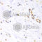 Neurotrophin 4 antibody, A3180, ABclonal Technology, Immunohistochemistry paraffin image 