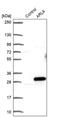 ADP Ribosylation Factor Like GTPase 6 antibody, PA5-53983, Invitrogen Antibodies, Western Blot image 