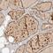 Inosine triphosphatase antibody, NBP1-88296, Novus Biologicals, Immunohistochemistry paraffin image 