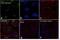 Serpin Family E Member 1 antibody, MON I-1-02, Invitrogen Antibodies, Immunofluorescence image 