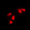 Checkpoint Kinase 1 antibody, LS-C352014, Lifespan Biosciences, Immunofluorescence image 