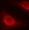 CFL1 antibody, LS-C335845, Lifespan Biosciences, Immunofluorescence image 