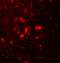 Beta-2-Microglobulin antibody, 7439, ProSci, Immunofluorescence image 