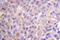 NFKB Inhibitor Epsilon antibody, LS-C176084, Lifespan Biosciences, Immunohistochemistry frozen image 