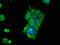 GTP-binding protein 1 antibody, LS-C672064, Lifespan Biosciences, Immunofluorescence image 