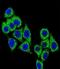 CD38 Molecule antibody, GTX81962, GeneTex, Immunocytochemistry image 