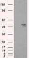 Aldh3 antibody, MA5-25098, Invitrogen Antibodies, Western Blot image 