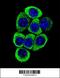 Transmembrane Protein 150B antibody, 55-823, ProSci, Immunofluorescence image 