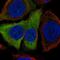 Involucrin antibody, HPA055211, Atlas Antibodies, Immunofluorescence image 