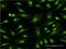 GDNF Family Receptor Alpha 1 antibody, H00002674-M08, Novus Biologicals, Immunofluorescence image 