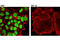 MutS Homolog 6 antibody, 12988S, Cell Signaling Technology, Immunocytochemistry image 