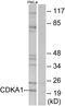 Cyclin Dependent Kinase 2 Associated Protein 1 antibody, PA5-38517, Invitrogen Antibodies, Western Blot image 