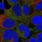 Calcium/calmodulin-dependent protein kinase type 1 antibody, NBP2-38647, Novus Biologicals, Immunocytochemistry image 