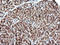 Parvin Alpha antibody, LS-C174629, Lifespan Biosciences, Immunohistochemistry frozen image 