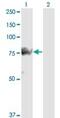 SMAD Specific E3 Ubiquitin Protein Ligase 1 antibody, ab117552, Abcam, Western Blot image 