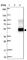 Equatorin antibody, HPA015504, Atlas Antibodies, Western Blot image 