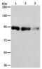 Piwi Like RNA-Mediated Gene Silencing 4 antibody, PA5-49710, Invitrogen Antibodies, Western Blot image 