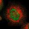 GTPase, IMAP Family Member 8 antibody, NBP1-85060, Novus Biologicals, Immunocytochemistry image 