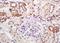 Insulin Like Growth Factor Binding Protein 4 antibody, orb13485, Biorbyt, Immunohistochemistry paraffin image 