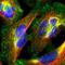 PPFIA Binding Protein 1 antibody, HPA001924, Atlas Antibodies, Immunofluorescence image 