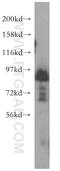 Syntabulin antibody, 16972-1-AP, Proteintech Group, Western Blot image 
