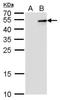 Interferon Lambda 3 antibody, NBP2-43739, Novus Biologicals, Western Blot image 