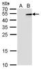 Interleukin-28B antibody, NBP2-43739, Novus Biologicals, Western Blot image 