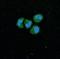 Sirtuin 1 antibody, M00018, Boster Biological Technology, Western Blot image 