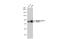Cullin 1 antibody, GTX00988, GeneTex, Western Blot image 
