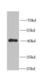 CLU antibody, FNab01781, FineTest, Western Blot image 