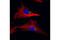 DEAD-Box Helicase 6 antibody, 9407S, Cell Signaling Technology, Immunofluorescence image 