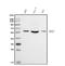 RNA Binding Motif Protein 47 antibody, A13214-1, Boster Biological Technology, Western Blot image 