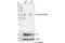 Tafazzin antibody, 59971S, Cell Signaling Technology, Western Blot image 