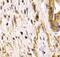 Clusterin antibody, FNab01781, FineTest, Immunohistochemistry frozen image 