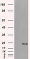 L-xylulose reductase antibody, GTX84623, GeneTex, Western Blot image 