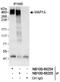 Microtubule Associated Protein 1A antibody, NB100-68255, Novus Biologicals, Western Blot image 