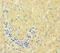 Coagulation Factor VII antibody, MBS7000668, MyBioSource, Immunohistochemistry paraffin image 