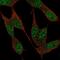 TNFAIP3 Interacting Protein 1 antibody, NBP2-57814, Novus Biologicals, Immunofluorescence image 