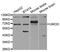 Uromodulin antibody, LS-C331765, Lifespan Biosciences, Western Blot image 