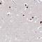 Proteasome 26S Subunit, Non-ATPase 7 antibody, NBP2-38612, Novus Biologicals, Immunohistochemistry frozen image 