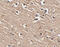 SLIT And NTRK Like Family Member 1 antibody, 4453, ProSci, Immunohistochemistry frozen image 