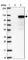 Spindle And Centriole Associated Protein 1 antibody, HPA064843, Atlas Antibodies, Western Blot image 