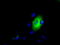 Lipase G, Endothelial Type antibody, TA501016, Origene, Immunofluorescence image 