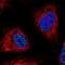 WD Repeat Domain 90 antibody, NBP2-57617, Novus Biologicals, Immunofluorescence image 