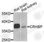 Corticotropin Releasing Hormone Binding Protein antibody, A6568, ABclonal Technology, Western Blot image 