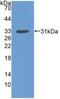 Discoidin Domain Receptor Tyrosine Kinase 2 antibody, abx128745, Abbexa, Western Blot image 