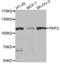 Plakophilin 2 antibody, abx004222, Abbexa, Western Blot image 