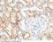 Syndecan 1 antibody, 11429-RP02, Sino Biological, Immunohistochemistry frozen image 