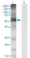 Solute Carrier Family 7 Member 1 antibody, LS-C198213, Lifespan Biosciences, Western Blot image 